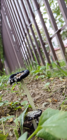 Навозник белый