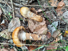 Паутинник обыкновенный