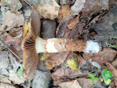 Паутинник обыкновенный