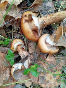 Паутинник обыкновенный