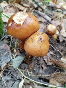 Паутинник обыкновенный