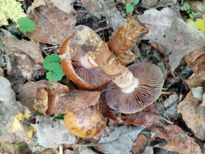 Паутинник обыкновенный