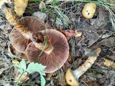 Паутинник обыкновенный