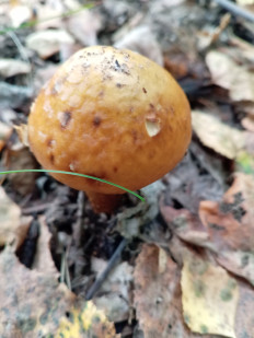 Паутинник обыкновенный