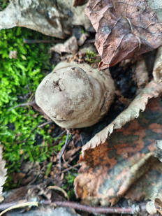 Гриб из Тевриз