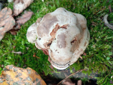 Гриб из Тевриз