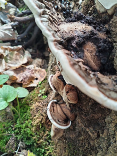 Гриб из Тевриз