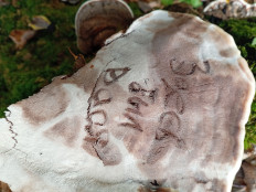 Гриб из Тевриз