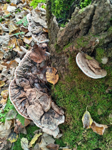 Гриб из Тевриз