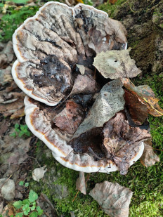 Гриб из Тевриз