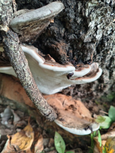 Гриб из Тевриз