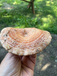 Гриб из Рамонь (Рамонский р-н)