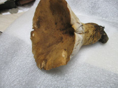 Гриб из Wampum, PA USA