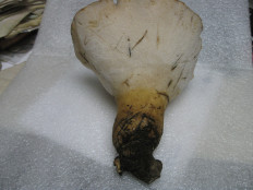 Гриб из Wampum, PA USA