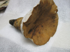 Гриб из Wampum, PA USA