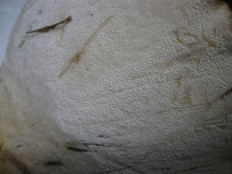 Гриб из Wampum, PA USA