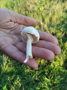 Гриб из Лиски