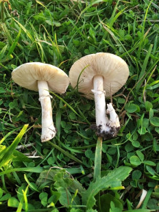 Гриб из Лиски