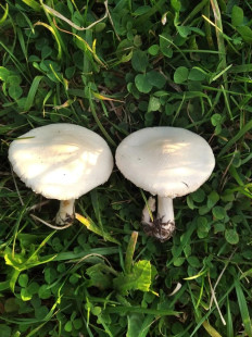 Гриб из Лиски