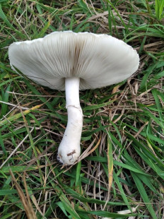 Гриб из Лиски