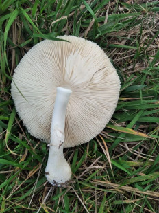 Гриб из Лиски