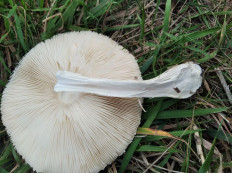 Гриб из Лиски