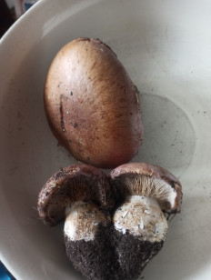 Гриб из Елец. Липецкая область