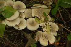 Гриб из Москва