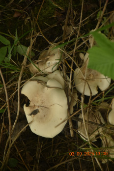 Гриб из Москва