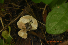 Гриб из Москва