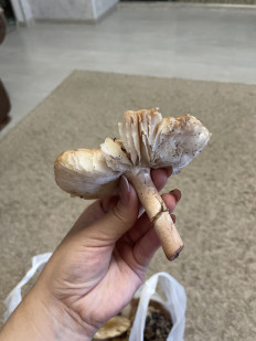 Гриб из Алтайский край Барнаул