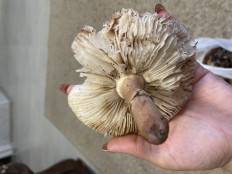 Гриб из Алтайский край Барнаул