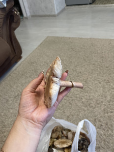 Гриб из Алтайский край Барнаул