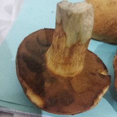 Гриб из Воскресенск