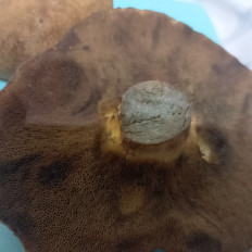 Гриб из Воскресенск