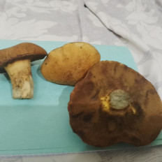 Гриб из Воскресенск