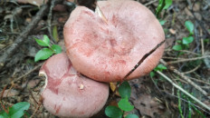 Гриб из Москва