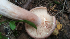 Гриб из Москва