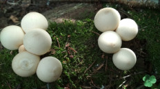 Apioperdon pyriforme - Дождевик грушевидный