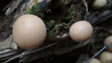 Apioperdon pyriforme - Дождевик грушевидный