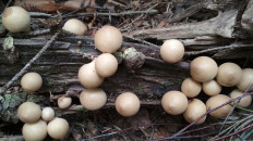 Apioperdon pyriforme - Дождевик грушевидный