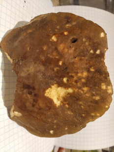 Гриб из Красково