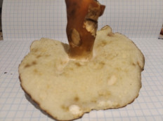 Гриб из Красково