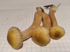 Опёнок осенний