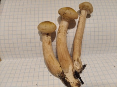 Опёнок осенний