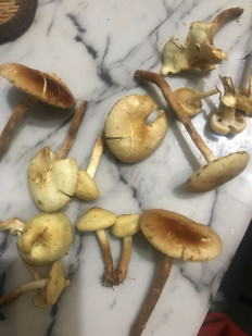 Гриб из Сергиев Посад