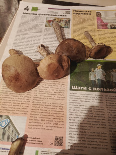 Подберёзовик