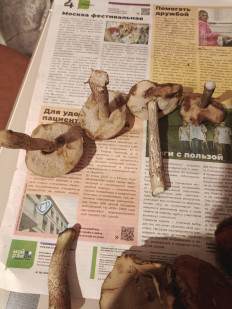 Подберёзовик