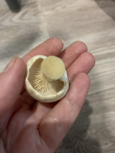 Гриб из Набережные Челны