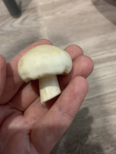 Гриб из Набережные Челны